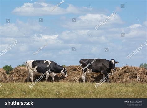 Outdoor Dairy Cows Eating Alfalfa Hay Stock Photo 2132522875 | Shutterstock