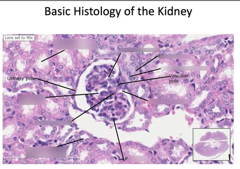 Basic histology of the kidney Diagram | Quizlet