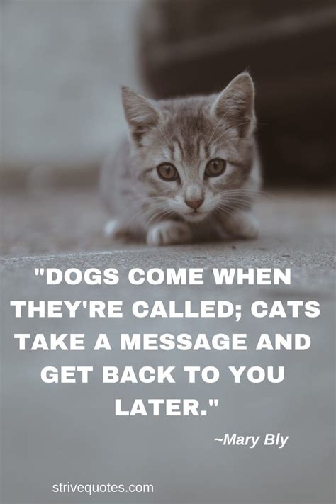 Funny Cat Pics With Quotes - ShortQuotes.cc