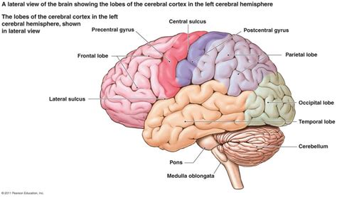 Cerebrum: Functions Of The Largest Part Of The Human Brain – Science Trends | Brain diagram ...