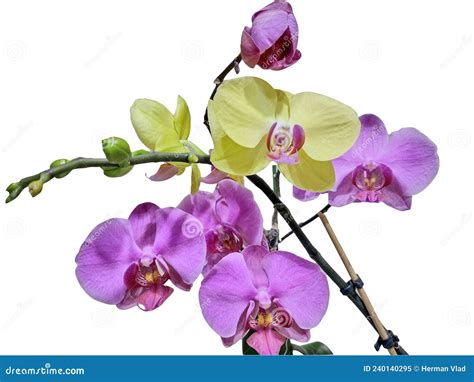 Pink and Yellow Orchids Isolated on White Stock Image - Image of pink, flower: 240140295