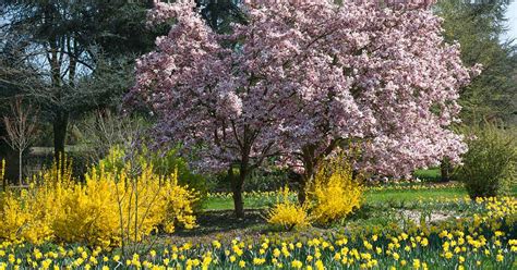 Spring Garden Flowers List | Fasci Garden