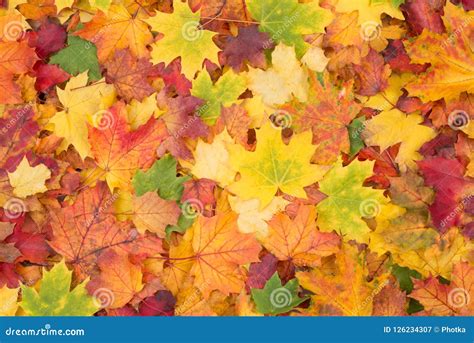 Orange, Red, Yellow and Green Maple Leaves Fall Background Stock Image - Image of september ...