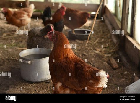 Domestic chickens in the coop. Red chicken Stock Photo - Alamy