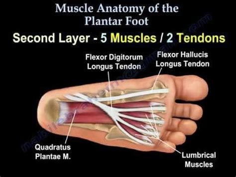 Foot Muscles Mri - MRI with user outlined plantar intrinsic and extrinsic ... / Muscles that ...