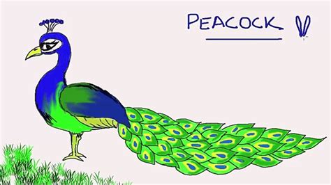 Peacock Cartoon Drawing at PaintingValley.com | Explore collection of Peacock Cartoon Drawing