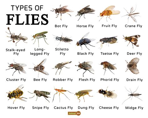 Fly Facts, Types, Classification, Habitat, Diet, Adaptations