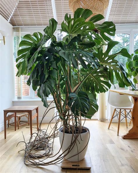 Monstera Deliciosa : How to Care for and Thrive It in Your Home