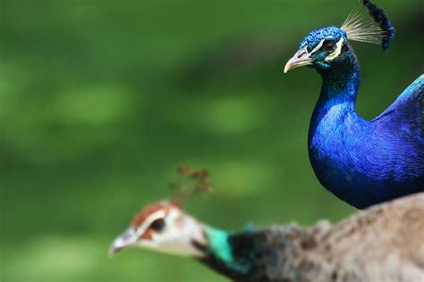 Peafowl | San Diego Zoo Animals & Plants