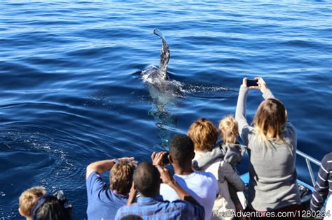 Newport Beach Whale Watching | Newport Beach, California Sight-Seeing Tours