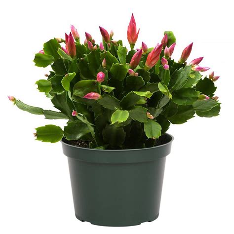 Christmas Cactus | Red Square Flowers