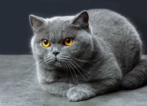 Everything You Need to Know About British Shorthair Cats