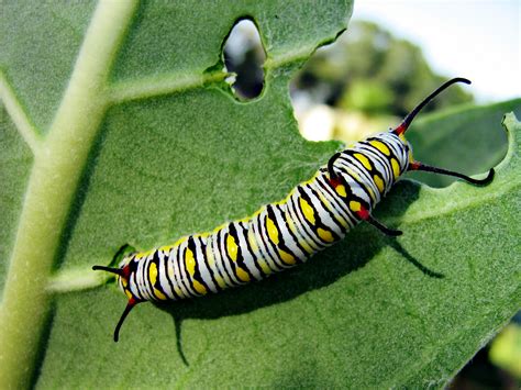 File:Monarch butterfly Caterpillar.jpg