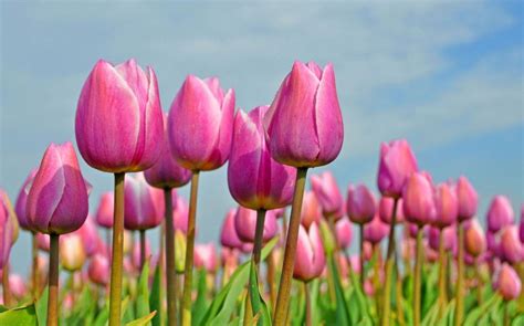 Of Images Garden In Spring Flowers - venetta marielle