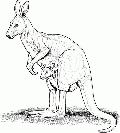 Free Printable Kangaroo Coloring Pages For Kids