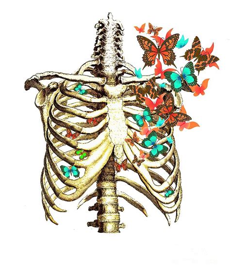 Rib cage ribcage thorax human anatomy bones with Painting by Adrian Jane | Fine Art America