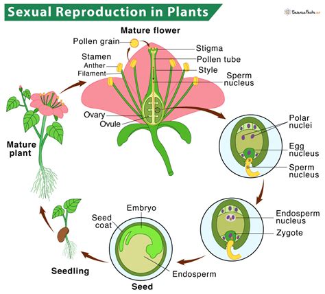 Reproduction in Plants: Description, Types, and Diagram