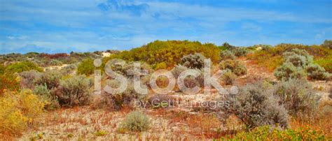 Australian Desert Scrub Stock Photo | Royalty-Free | FreeImages