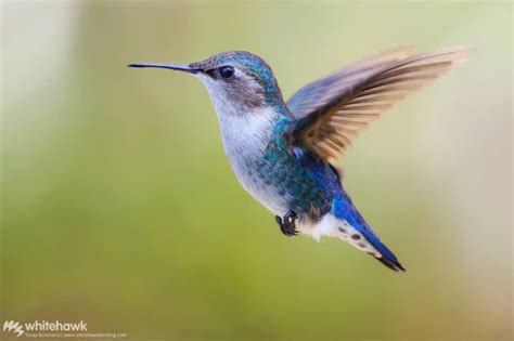 Smallest Hummingbird in the World: Bee Hummingbird | Whitehawk Blog