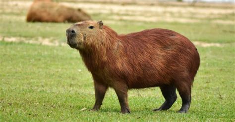 Capybara Meat: Do People Eat Capybaras? - A-Z Animals