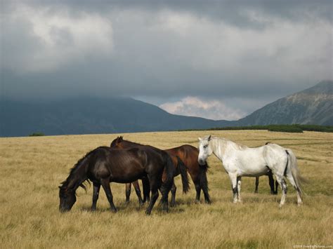 Wild Horses – FREEBigPictures.com