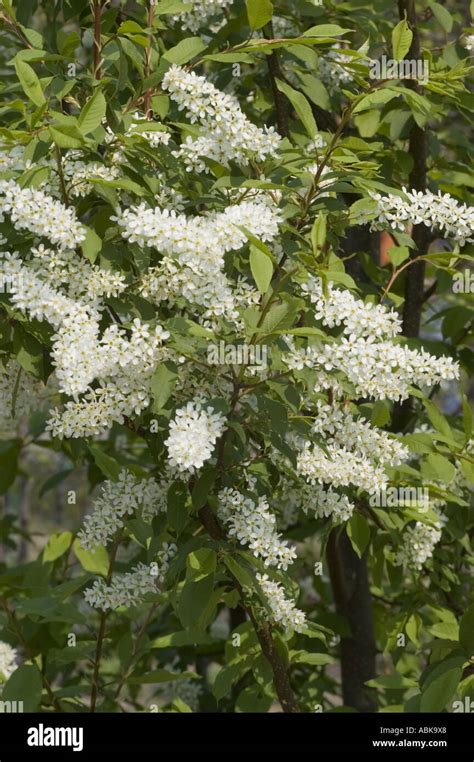 White flowers on European Bird Cherry twig or Mayday tree or Maybush Rosaceae Prunus padus Stock ...