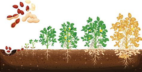 Peanut growing stages vector illustration in flat design. A cycle of growth of a plant of a ...