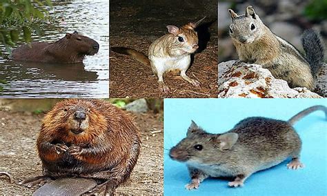 What Are Rodents? - WorldAtlas.com