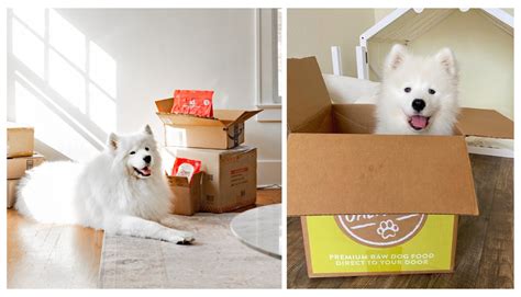 What is the Best Raw Dog Food Delivery Service? The Top 6 Rated & Compared - Rocky Kanaka