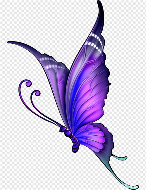 Purple Butterfly Drawing Png - Colette Povey