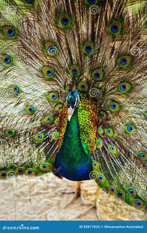 Peacock Spread Out Wings Wide Feathers. Stock Photo - Image of animal, abstract: 89877834