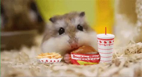 Hamster Eating Double Double And Fries In-n-out GIF - Hamster Eating MiniFood - Discover & Share ...