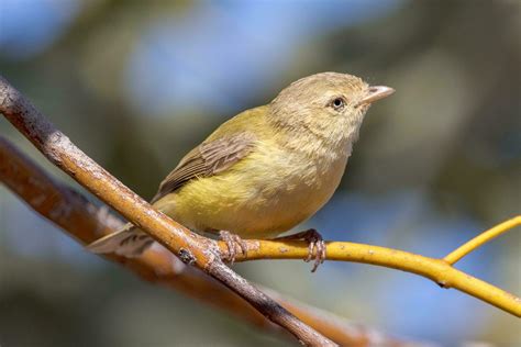 Weebill Smallest Australian Bird 25929946 Stock Photo at Vecteezy