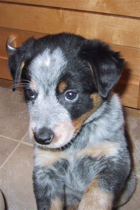 99+ Border Collie Blue Heeler Puppies Near Me - l2sanpiero