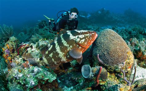 Bonaire Marine Park – Bonaire, Lesser Antilles (Netherlands Antilles) | Must See Places