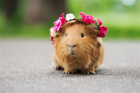 How to Care for a Guinea Pig - Basic Guide for Beginners