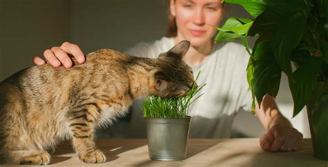 Hairballs or Something More? Why Your Cat is Throwing Up | Hastings