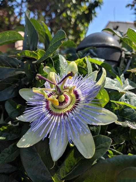 The most unique flower on my walk today. Anyone know what this is? : r/gardening