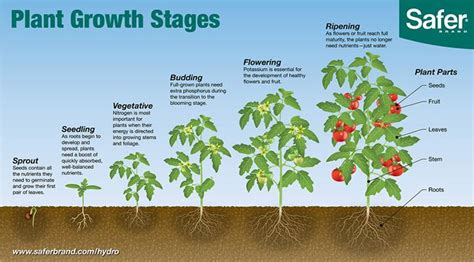 Learn The Six Plant Growth Stages