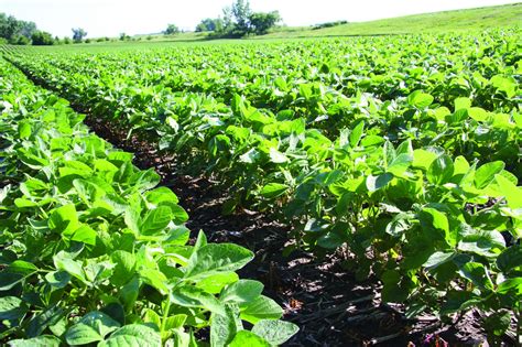 New soy-based products expand soybean market | AGDAILY