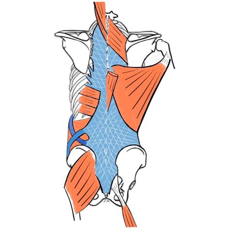 PhysioOsteoBook - LUMBODORSAL FASCIA ⠀ [FUNCTIONAL ANATOMY] | Facebook