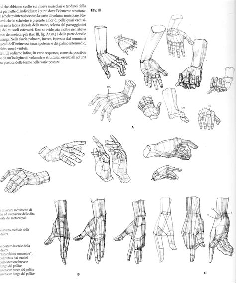 Anatomical drawings of hands from @characterdesigh #anatomy #hand #drawing | drawing | Pinterest ...