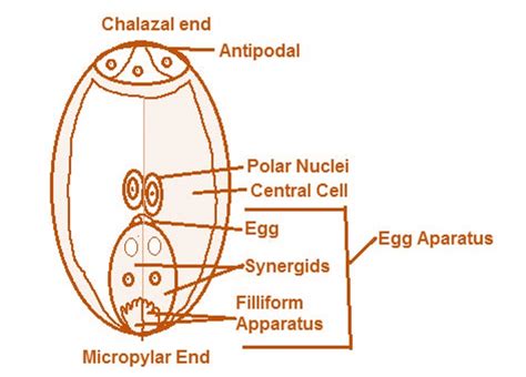 Plant Embryo Sac Diagram Pictures Photos Images Of