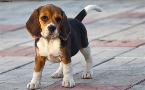 Beagle - Puppies, Rescue, Pictures, Information, Temperament, Characteristics | Animals Breeds