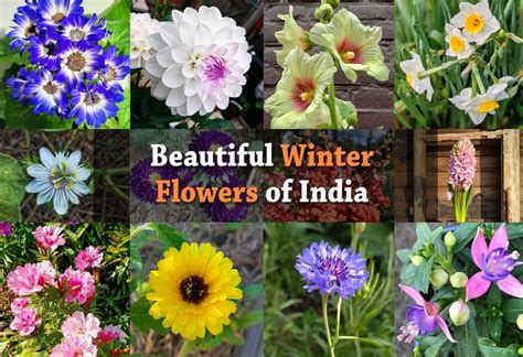 Winter Flowers Of India - 17 Flowers That Make Winter Incredible