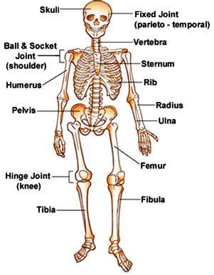 मानव कंकाल तंत्र |Human Skeleton System - GK in Hindi | MP GK | GK Quiz| MPPSC | CTET | Online ...