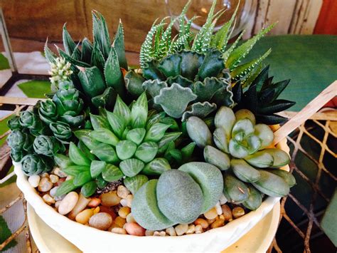 Succulents for Interior or Shade - CW Design and Landscaping