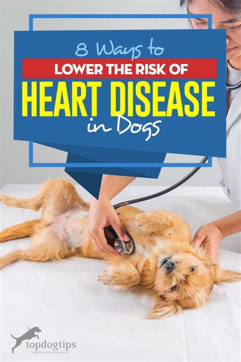 8 Ways to Lower the Risk of Heart Disease in Dogs