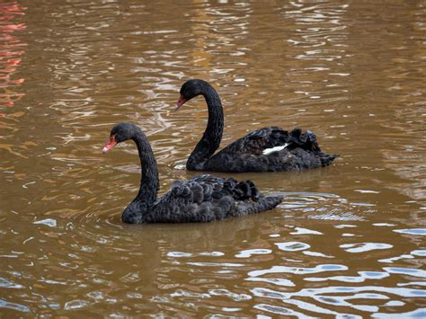 Black Swan Spiritual Meaning: Symbolism For You!