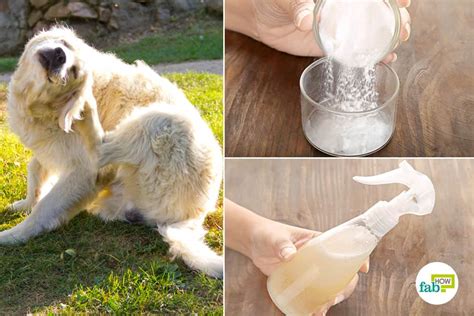 Top 10 Home Remedies to Treat Itchy Skin in Dogs | Fab How